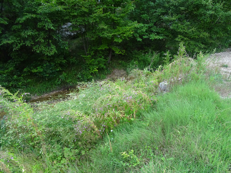 Epilobium hirsutum / Garofanino dacqua